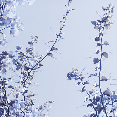 포토 JPG 해외이미지 꽃 백그라운드 나뭇잎 사람없음 파란색 나뭇가지 카피스페이스 해외202309 해외포토 나무 식물 컬러 잎 공백 파일형식