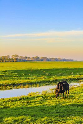 포토 JPG 해외이미지 동물 행복 음식 섬 밭 농업 자연 하늘 뿔 독일 육류 사람없음 초록색 파란색 농장 농경지 갈색 검은색 가축 소고기 우유 수확 흰색 시골 소 농부 방목 버터 동물상 밭일 송아지고기 해외202309 해외포토 직업 감정 유럽 산업 컬러 식재료 포유류 유제품 조형물 축산업 생태계 파일형식