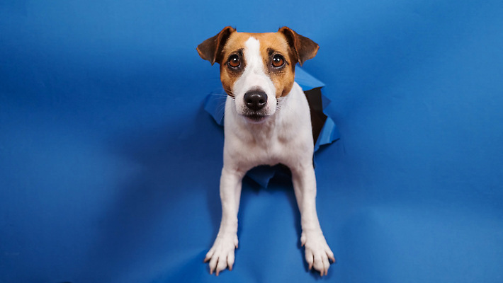 포토 JPG 해외이미지 한마리 사람없음 강아지 파란배경 찢어짐 잭러셀테리어 나오기 해외202309 해외포토 1 백그라운드 모션 파란색 반려동물 개 테리어 파일형식