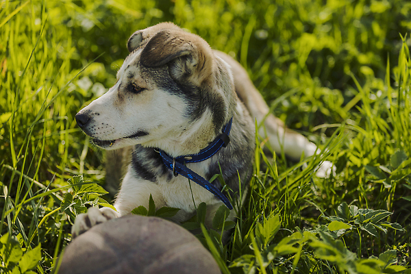 포토 JPG 해외이미지 동물 공원 행복 여행 포즈 공 포유류 모션 자연 놀이 털 풍경 사람없음 야외 초록색 여름 반려동물 달리기 점프 검은색 산책 흰색 잡기 개 M 송곳니 기르기 시베리아 순혈 해외202309 해외포토 알파벳 계절 공공시설 감정 컬러 휴식 치아 생태계 돌봄 파일형식