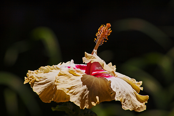 포토 JPG 해외이미지 식물 계절 꽃잎 꽃 아시아 화초 줄기 컬러 잎 꽃무늬 오렌지 자연 사람없음 야외 장식 초록색 여름 뷰티 장미 머리 환경 정원 중국 활발 벚꽃 개화 싱글 원예 꽃가루 서식지 잡종 내추럴 꽃수술 아열대 하와이인 히비스커스 해외202309 해외포토 외국인 나라 컨셉 무늬 과일 취미 신체부위 가루 생태계 파일형식