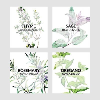 EPS 해외이미지 식물 템플릿 디자인 배너 백그라운드 일러스트 요리 라벨 세일 주방 신용카드 가격 허브 그림 에코 유기농 레이아웃 손그림 로즈메리 내추럴 백리향 세이지 오레가노 벡터 해외202309 해외일러스트 웰빙 프레임 금융 환경 파일형식