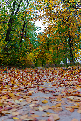 포토 JPG 해외이미지 나무 계절 공원 도로 백그라운드 잎 오렌지 자연 바닥 풍경 사람없음 야외 목재 초록색 빛 컬러풀 노란색 어둠 황혼 산책 성장 가을 나뭇가지 쌍 숲 큼 오솔길 교차로 나무껍질 건너기 힘찬 해외202309 해외포토 식물 공공시설 길 컬러 컨셉 과일 재료 교통시설 모션 휴식 일몰 껍질 크기 생태계 파일형식