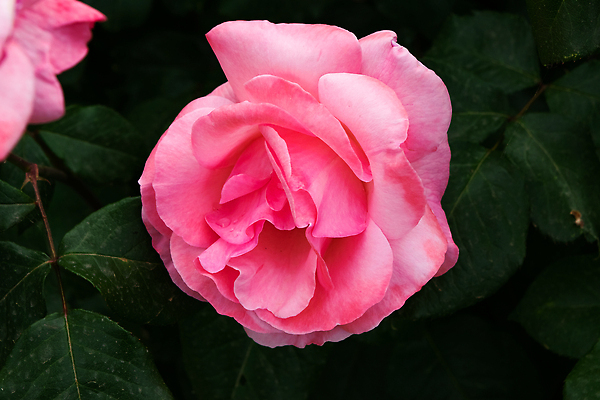 포토 JPG 해외이미지 식물 디자인 여자 기념일 꽃잎 꽃 분홍색 컬러 꽃다발 결혼 백그라운드 잎 꽃무늬 자연 휴가 발렌타인데이 선물 사랑 미술 사람없음 장식 빨간색 초록색 컬러풀 뷰티 장미 노란색 정원 봄 낭만 수확 벚꽃 흰색 축하 신선 신용카드 질감 내추럴 고립 해외202309 해외포토 계절 감정 컨셉 무늬 농업 데이이벤트 문화예술 사람 이벤트 금융 생태계 파일형식