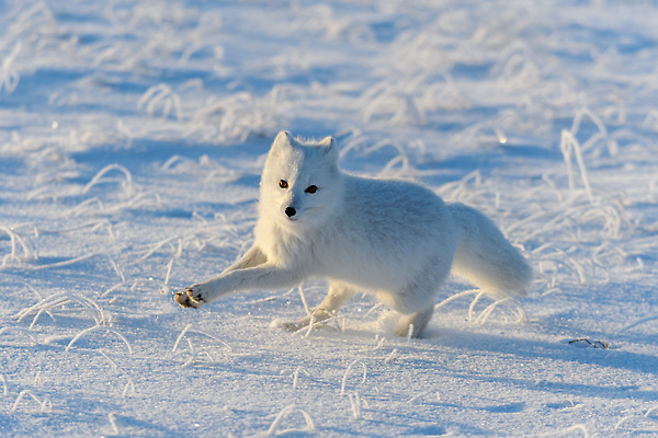 포토 JPG 해외이미지 한마리 야생동물 사람없음 걷기 설원 추위 북극 북극여우 툰드라지방 해외202309 해외포토 동물 1 모션 눈_날씨 극지방 여우 북극해 파일형식