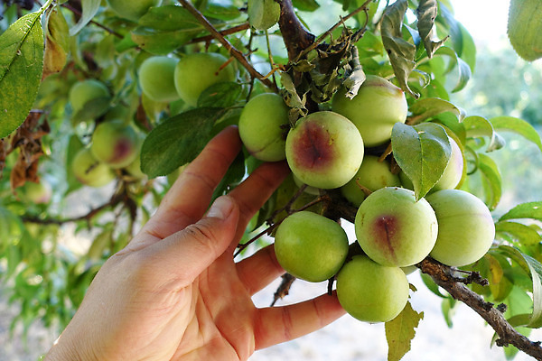 포토 JPG 해외이미지 나무 과일 바람 사람없음 초록색 비타민 자두 내추럴 해외202309 해외포토 자연요소 식물 컬러 날씨 영양소 파일형식