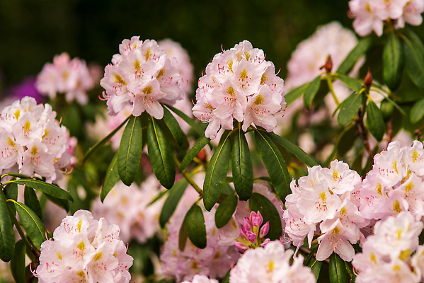 포토 JPG 해외이미지 나무 식물 계절 꽃잎 꽃 백그라운드 꽃무늬 봄꽃 자연 사람없음 야외 초록색 여름 뷰티 정원 봄 벚꽃 흰색 나뭇가지 신선 개화 체리 진달래 관목 원예 내추럴 해외202309 해외포토 컬러 무늬 과일 취미 생태계 파일형식