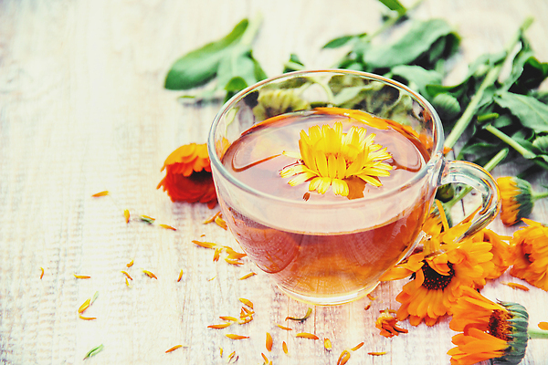 포토 JPG 해외이미지 잎 사람없음 약초 찻잔 꽃차 해외202309 해외포토 식물 잔 차_음료 풀_식물 파일형식