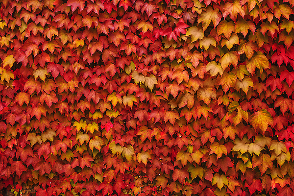 포토 JPG 해외이미지 식물 디자인 외관 계절 공원 유럽 벽 컬러 백그라운드 잎 패턴 자연 포도 매달리기 사람없음 야외 장식 빨간색 초록색 울타리 컬러풀 노란색 환경 정원 페인트 흐름 프랑스 수확 팔레트 보호 이별 향수 질감 아이비 10월 해외202309 해외포토 공공시설 나라 컨셉 무늬 농업 과일 모션 담장 화장품 날짜 생태계 파일형식