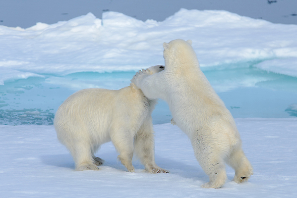 포토 JPG 해외이미지 야생동물 두마리 겨울 장난 놀이 사람없음 추위 흰색 눈 북극 북극곰 빙하 해외202309 해외포토 자연요소 동물 계절 컬러 2 곰 날씨 극지방 파일형식