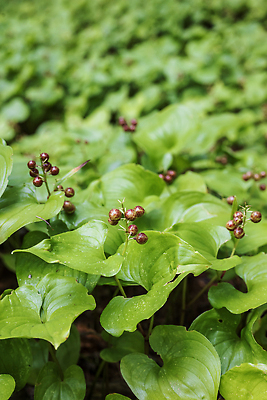 포토 JPG 해외이미지 나무 식물 열매 꽃 음식 곤충 잎 과일 자연 사람없음 빨간색 여름 정원 봄 벚꽃 나뭇가지 건포도 해외202309 해외포토 동물 계절 컬러 포도 생태계 건과일 파일형식