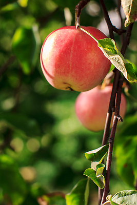 포토 JPG 해외이미지 나무 식물 계절 음식 컬러 백그라운드 잎 밭 농업 과일 자연 건강 사람없음 빨간색 초록색 여름 농작물 컬러풀 뷰티 농장 맑음 수확 성장 가을 나뭇가지 시골 신선 그룹 사과 과수원 다발 먹기 유기농 장면 내추럴 밭일 숙성 맛있는 해외202309 해외포토 웰빙 산업 모션 날씨 생태계 파일형식