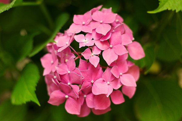 포토 JPG 해외이미지 식물 계절 꽃잎 꽃 분홍색 컬러 백그라운드 꽃무늬 자연 사람없음 뷰티 정원 봄 벚꽃 신선 개화 닫기 소프트포커스 다발 원예 수국 내추럴 블러 해외202309 해외포토 무늬 모션 촬영기법 취미 생태계 파일형식