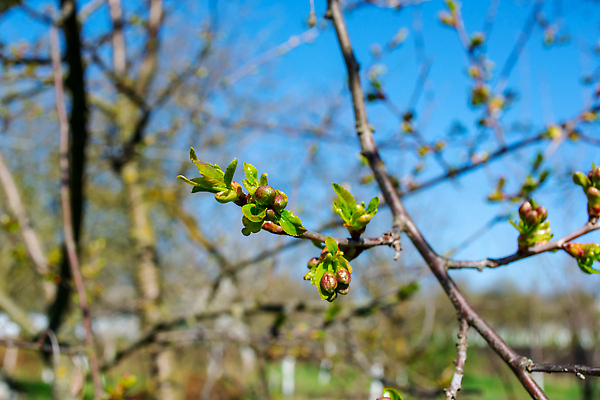포토 JPG 해외이미지 나무 식물 계절 공원 꽃 잎 꽃무늬 농업 과일 자연 하늘 날씨 새로움 풍경 사람없음 초록색 파란색 뷰티 새싹 정원 봄 성장 벚꽃 흰색 나뭇가지 신선 개화 체리 변화 닫기 작음 과수원 4월 내추럴 얇은 처음 해외202309 해외포토 공공시설 산업 컬러 컨셉 무늬 모션 날짜 크기 생태계 파일형식