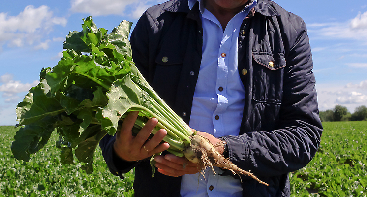 포토 JPG 해외이미지 식물 계절 산업 음식 백그라운드 잎 패턴 밭 농업 채소 자연 하늘 사람없음 야외 초록색 농작물 컬러풀 농장 농경지 농사 흙 수확 성장 흰색 시골 달콤 농부 낟알 땅 설탕 유기농 뿌리 내추럴 밭일 비트 수평선 세련 해외202309 해외포토 직업 웰빙 컬러 무늬 맛 생태계 파일형식