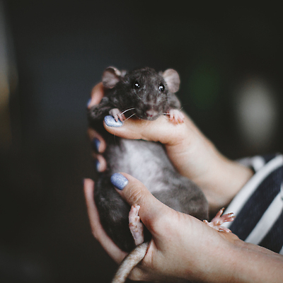포토 JPG 해외이미지 동물 응시 시선 야생동물 백그라운드 포유류 자연 생물 수염 실내 실험 관리 앉기 사람없음 반려동물 어둠 방 회색 흰색 실험실 해충 쥐 설치류 작음 모피 호기심 생물학 꼬리 솜털 기생충 유전 해외202309 해외포토 교육 감정 컬러 컨셉 모션 내부 바이러스 벌레 크기 생태계 파일형식