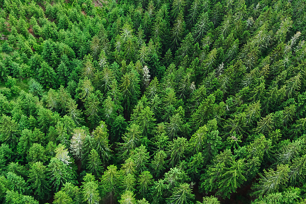 포토 JPG 해외이미지 나무 식물 계절 공원 패턴 자연 벽지 건강 사람없음 목재 초록색 뷰티 환경 침묵 나뭇가지 시골 소나무 정상 숲 신비 친환경 생태계 질감 조경 엽서 장면 지역 상록수 침엽수 전나무 내추럴 삼림지대 전국 조감도 가문비나무 해외202309 해외포토 공공시설 컬러 컨셉 무늬 재료 소리 편지 파일형식