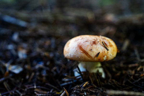 포토 JPG 해외이미지 식물 모자 계절 음식 줄기 잎 자연 사람없음 야외 목재 갈색 환경 버섯 흙 성장 가을 소나무 독약 소프트포커스 숲 유기농 날것 원뿔 내추럴 곰팡이 삼림지대 채식주의자 해외202309 해외포토 도형 나무 웰빙 잡화 컬러 재료 촬영기법 생태계 채식 파일형식