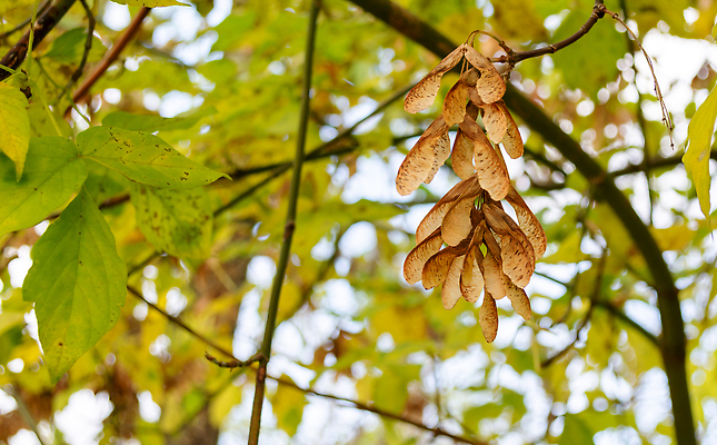 포토 JPG 해외이미지 모양 나무 식물 계절 공원 컬러 백그라운드 단풍 잎 자연 건조 씨앗 사람없음 야외 목재 가로 초록색 빛 뷰티 갈색 환경 정원 추위 수확 나뭇가지 신선 숲 다발 묘사 서식 내추럴 개발 해외202309 해외포토 공공시설 농업 재료 생태계 파일형식