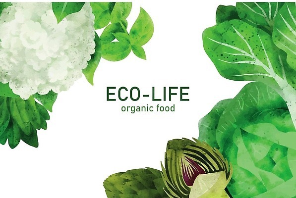 EPS 해외이미지 배너 잎 일러스트 사람없음 초록색 양상추 유기농 손그림 비건 샐러드채소 해외202309 해외일러스트 식물 웰빙 컬러 채소 채식주의자 파일형식 벡터