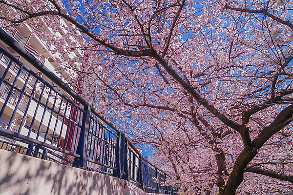 포토 JPG 해외이미지 하늘 사람없음 건물 울타리 봄 벚꽃 벚나무 요코하마 해외202309 해외포토 나무 건축물 계절 꽃 담장 일본 파일형식