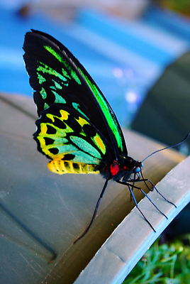 포토 JPG 해외이미지 꽃 야생동물 나비 곤충 오렌지 자연 안테나 사람없음 빨간색 초록색 컬러풀 뷰티 노란색 정원 봄 점 닫기 해외202309 해외포토 식물 동물 계절 컬러 과일 통신 모션 생태계 파일형식