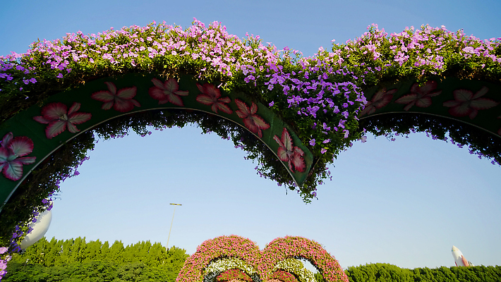 포토 JPG 해외이미지 모양 식물 디자인 계절 공원 꽃 아시아 컬러 여행 꽃무늬 건축양식 자연 하늘 사랑 풍경 사람없음 야외 장식 초록색 여름 컬러풀 뷰티 여행객 정원 보라색 봄 벚꽃 마음 개화 기적 모험가 아치 장면 아랍에미리트 두바이 피튜니아 해외202309 해외포토 공공시설 건축 감정 나라 무늬 중동 사람 생태계 파일형식