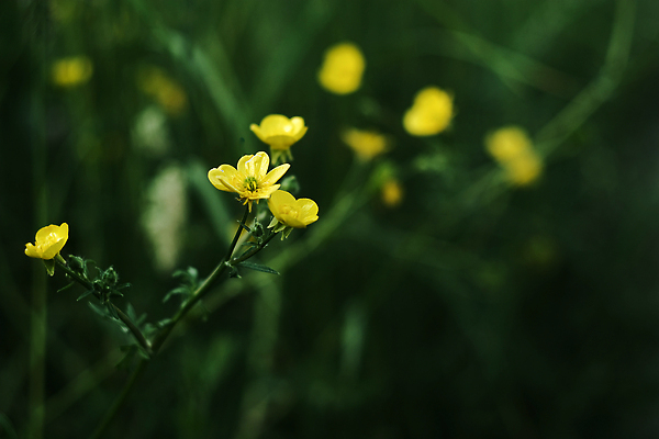 포토 JPG 해외이미지 식물 디자인 계절 꽃 유럽 컬러 백그라운드 잎 2 자연 사람없음 목재 장식 세로 컬러풀 뷰티 노란색 환경 놀람 봄 활발 들꽃 성장 벚꽃 신선 개화 소프트포커스 숲 4월 내추럴 엘리먼트 해외202309 해외포토 나무 감정 나라 컨셉 재료 촬영기법 표정 날짜 생태계 파일형식