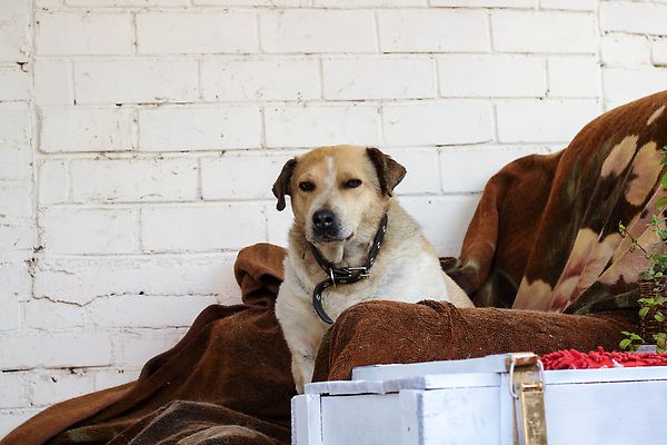 포토 JPG 해외이미지 동물 응시 공원 여자 행복 얼굴 백그라운드 의자 공 포유류 자연 사람없음 야외 초록색 여름 반려동물 달리기 갈색 점프 잡기 기다림 개 자르기 래브라도리트리버 노려봄 송곳니 기르기 심각 순혈 해외202309 해외포토 시선 계절 공공시설 감정 컬러 가구 컨셉 모션 표정 사람 신체부위 리트리버 치아 생태계 돌봄 파일형식