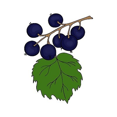 EPS 해외이미지 식물 디자인 계절 열매 선 음식 잎 농업 과일 일러스트 자연 디저트 잉크 건강 미술 그래픽 빨간색 검은색 수확 나뭇가지 신선 달콤 숲 스케치 메뉴 그림 유기농 복고 윤곽 손그림 내추럴 건포도 고립 숙성 엘리먼트 벡터 해외202309 해외일러스트 나무 웰빙 산업 컬러 포도 문화예술 맛 생태계 건과일 파일형식