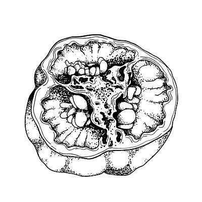 EPS 해외이미지 식물 손 디자인 실루엣 음식 조각 백그라운드 채소 과일 일러스트 재료 자연 파프리카 흑백 건강 요리 미술 그래픽 수확 종 흰색 신선 뜨거움 만화 스케치 자르기 심볼 향신료 오브젝트 흰배경 그림 유기농 매움 복고 손그림 후추 내추럴 고립 그런지 숙성 할라피뇨 벡터 비건 해외202309 해외일러스트 웰빙 컬러 농업 모션 고추 문화예술 촬영기법 신체부위 맛 생태계 채식주의자 향미료 파일형식