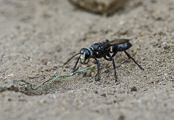 포토 JPG 해외이미지 동물 야생동물 곤충 백그라운드 날개 자연 서기 사람없음 야외 뷰티 머리 환경 정원 검은색 흙 시골 벌레 고독 말벌 흉부 묘사 생물학 육식동물 먼지 내추럴 동물상 땅바닥 복부 해외202309 해외포토 교육 감정 컬러 모션 바닥 신체부위 조형물 호흡기관 벌_곤충 생태계 파일형식