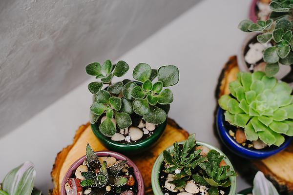 포토 JPG 해외이미지 식물 꽃 화초 컬러 백그라운드 잎 꽃무늬 자연 선인장 주택 사람없음 목재 장식 빨간색 초록색 파란색 컬러풀 뷰티 노란색 정원 봄 회색 신선 도자기 냄비 작음 원예 내추럴 다육식물 스칸디나비아 심기 해외202309 해외포토 나무 계절 무늬 재료 모션 취미 건물 솥 크기 생태계 파일형식