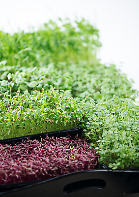 포토 JPG 해외이미지 잎 사람없음 초록색 새싹 신선 해외202309 해외포토 식물 컬러 파일형식