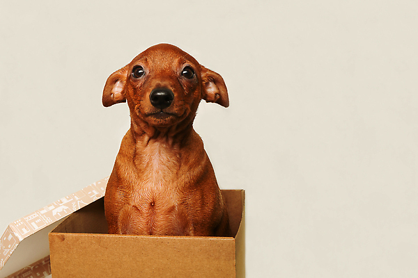 포토 JPG 해외이미지 동물 한마리 응시 얼굴 새끼 포즈 털 표정 선물 사람없음 옆모습 반려동물 상자 갈색 머리 귀여움 흰색 관찰 닫기 개 강아지 매끈함 작음 만족 주둥이 판지 미니 유래 혼자 순혈 해외202309 해외포토 1 시선 감정 뷰포인트 컬러 컨셉 포유류 모션 신체부위 감각 크기 파일형식