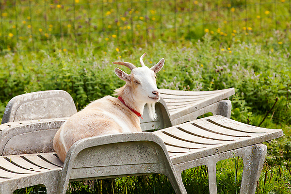 포토 JPG 해외이미지 동물 커플 여자 남자 야생동물 포즈 백그라운드 밭 의자 포유류 자연 휴가 염소 친절 사랑 사람없음 야외 초록색 농장 갈색 머리 가축 흰색 시골 휴게실 군중 손목시계 거짓말 밭일 반추동물 해외202309 해외포토 감정 시계 컬러 가구 농업 장신구 관계 사람 신체부위 생태계 파일형식