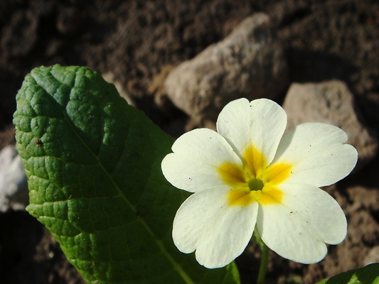포토 JPG 해외이미지 식물 계절 공원 꽃잎 꽃 백그라운드 잎 꽃무늬 자연 사람없음 야외 장식 초록색 컬러풀 뷰티 노란색 정원 봄 성장 벚꽃 바위 흰색 신선 개화 닫기 작음 4월 속도 원예 부드러움 내추럴 프리뮬러 해외202309 해외포토 공공시설 컬러 무늬 모션 취미 돌_바위 감각 날짜 크기 생태계 파일형식