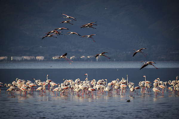 포토 JPG 해외이미지 동물 유럽 호수 야생동물 분홍색 여행 백그라운드 자연 조류 사랑 서기 풍경 사람없음 야외 가로 빨간색 물 컬러풀 뷰티 반사 걷기 흰색 연못 그룹 플라밍고 깃털 부리 소금 내추럴 동물상 랜드마크 이국적 해외202309 해외포토 사이프러스공화국 자연요소 감정 나라 컬러 모션 조형물 생태계 파일형식