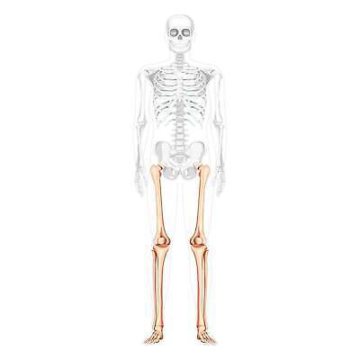 EPS 해외이미지 모델 손 여자 남자 신체 일러스트 뼈 골격 건강 사람 세트 약 머리 3D 플랫 엉덩이 흉부 척추 생물학 시스템 팔 바비큐립 고립 양발 해골모형 벡터 해외202309 해외일러스트 교육 의학 신체부위 모형 호흡기관 바비큐 디지털합성 파일형식