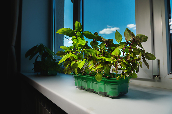 포토 JPG 해외이미지 식물 화초 음식 백그라운드 잎 농업 재료 창문 주택 실내 건강 식이요법 사람없음 초록색 새싹 우주 주방 봄 성장 신선 양념 먹기 허브 향신료 유기농 원예 날것 바질 국산 내추럴 묘목 바이오 심기 채식주의자 그리너리 비건 해외202309 해외포토 나무 웰빙 계절 산업 컬러 모션 취미 내부 건물 채식 향미료 파일형식 트랜드컬러