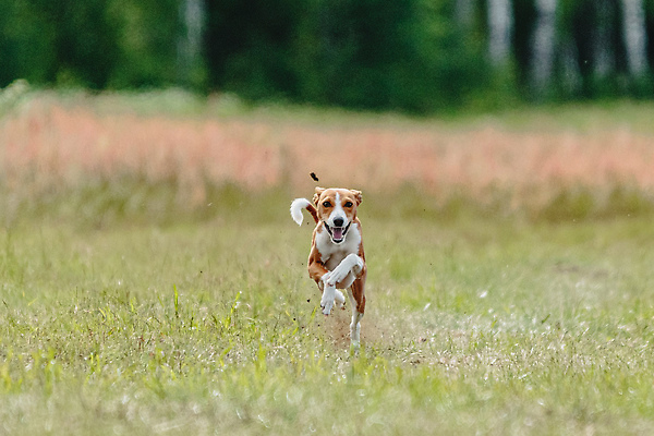 포토 JPG 해외이미지 동물 공원 행복 스포츠 셔츠 밭 포유류 모션 자연 놀이 건강 사람없음 야외 초록색 달리기 햇빛 뷰티 우주 정원 맑음 점프 검은색 경쟁 에너지 레이싱 잡기 개 유혹 강의 테리어 속도 호기심 사냥 사냥개 섬광 순간 순혈 해외202309 해외포토 공공시설 감정 컬러 컨셉 상의 농업 날씨 시합 태양 생태계 파일형식