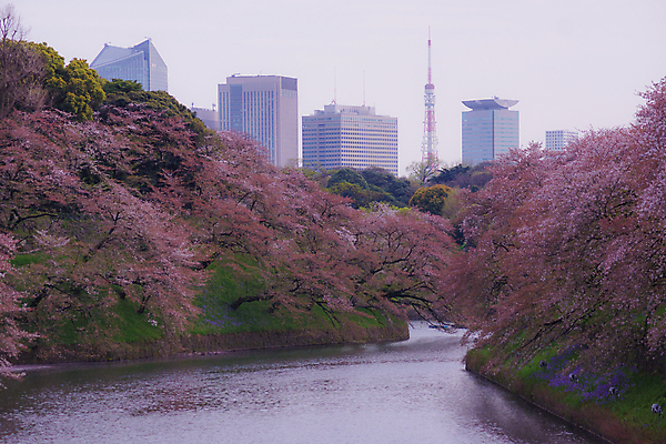 포토 JPG 해외이미지 빌딩 사람없음 강 봄 벚꽃 벚나무 도쿄 철탑 해외202309 해외포토 나무 계절 꽃 건물 탑 일본 파일형식