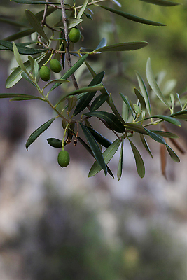 포토 JPG 해외이미지 나무 식물 전통 계절 공원 문화 음식 컬러 백그라운드 잎 농업 과일 자연 종류 요리 사람없음 장식 초록색 빛 농작물 컬러풀 농장 주방 정원 이탈리아 프랑스 수확 나뭇가지 선택 지중해 유기농 생태계 올리브 장면 남쪽 내추럴 해외202309 해외포토 웰빙 공공시설 열매 유럽 산업 바다 컨셉 방향 파일형식