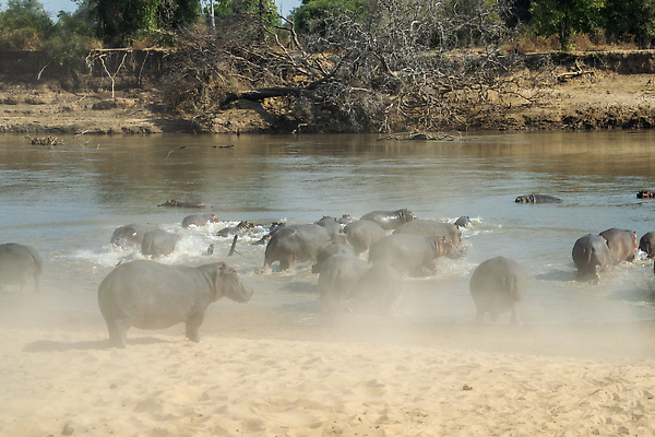 포토 JPG 해외이미지 동물 공원 호수 야생동물 여행 포유류 아프리카 자연 국립공원 사람없음 물 파란색 강 머리 검은색 수영 분노 흰색 입 황무지 위험 큼 사파리 황소 하마 케냐 턱 남쪽 내추럴 동물상 보츠와나 우간다 잠비아 전국 탄자니아 해외202309 해외포토 자연요소 공공시설 감정 나라 컬러 컨셉 신체부위 조형물 수상스포츠 소 크기 방향 생태계 파일형식