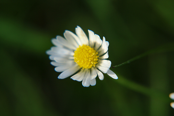 포토 JPG 해외이미지 식물 계절 꽃 백그라운드 잎 꽃무늬 밭 자연 잔디 사람없음 초록색 햇빛 뷰티 약 노란색 정원 맑음 봄 벚꽃 흰색 시골 신선 허브 데이지 녹색배경 내추럴 캐모마일 해외202309 해외포토 컬러 무늬 농업 의학 날씨 태양 생태계 파일형식