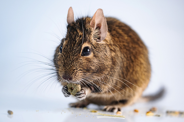 포토 JPG 해외이미지 동물 1 포유류 자연 수염 주택 실내 사람없음 반려동물 닫기 쥐 설치류 다람쥐 칠레 내추럴 동물상 총구 해외202309 해외포토 모션 내부 건물 조형물 남아메리카 생태계 파일형식