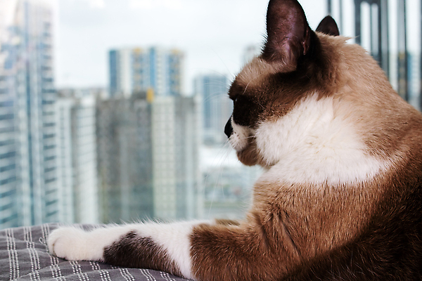 포토 JPG 해외이미지 나무 동물 응시 백그라운드 창문 포유류 휴식 수염 주택 털 실내 사람없음 목재 여름 반려동물 햇빛 고양이 침묵 회색 도시 플랫 호기심 선베드 귀 솜털 주둥이 거짓말 혼자 해외202309 해외포토 식물 시선 계절 감정 컬러 컨셉 의자 재료 내부 건물 신체부위 태양 소리 파일형식