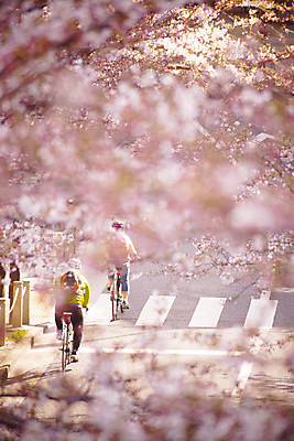 포토 JPG 해외이미지 도로 두명 자전거 봄 벚꽃 벚나무 도쿄 사이클링 해외202309 해외포토 나무 계절 꽃 길 교통시설 사람 일본 바이크 육상스포츠 파일형식