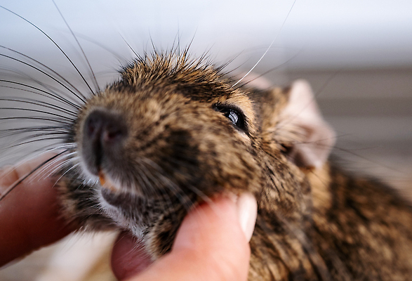 포토 JPG 해외이미지 동물 1 손 포유류 자연 수염 주택 실내 손바닥 사람 사람없음 반려동물 닫기 쥐 설치류 다람쥐 칠레 내추럴 동물상 총구 해외202309 해외포토 모션 내부 건물 신체부위 조형물 남아메리카 생태계 파일형식