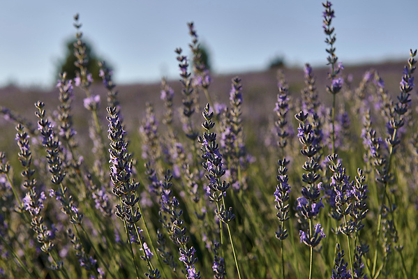 포토 JPG 해외이미지 나무 잎 꽃밭 사람없음 보라색 분위기 허브 라벤더 해외202309 해외포토 식물 꽃 컬러 컨셉 파일형식